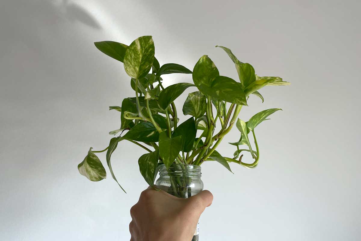 Beneficios de las plantas en casa