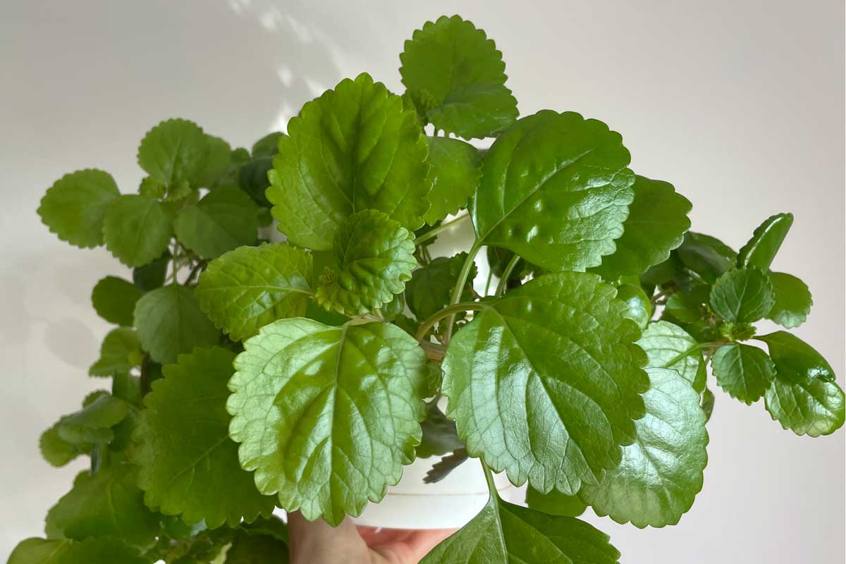 Beneficios plantas en casa