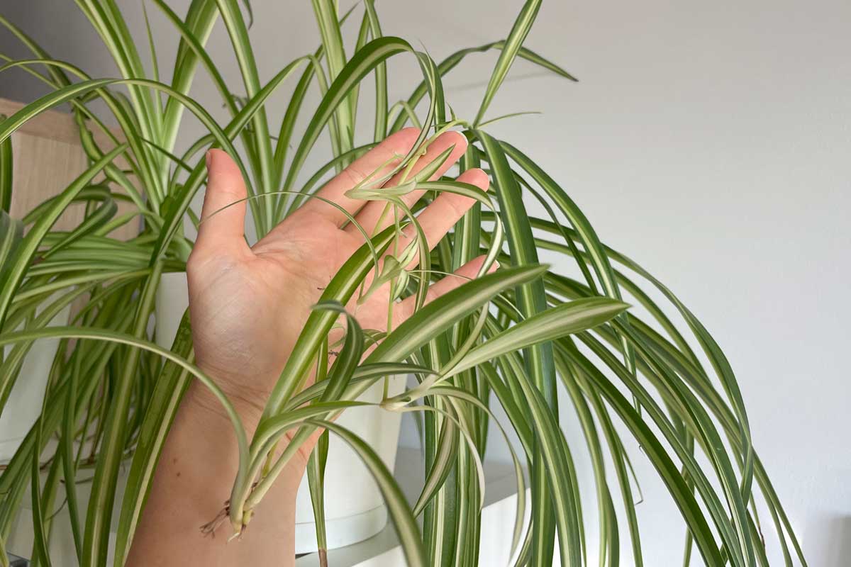 Beneficios de las plantas en casa. 
