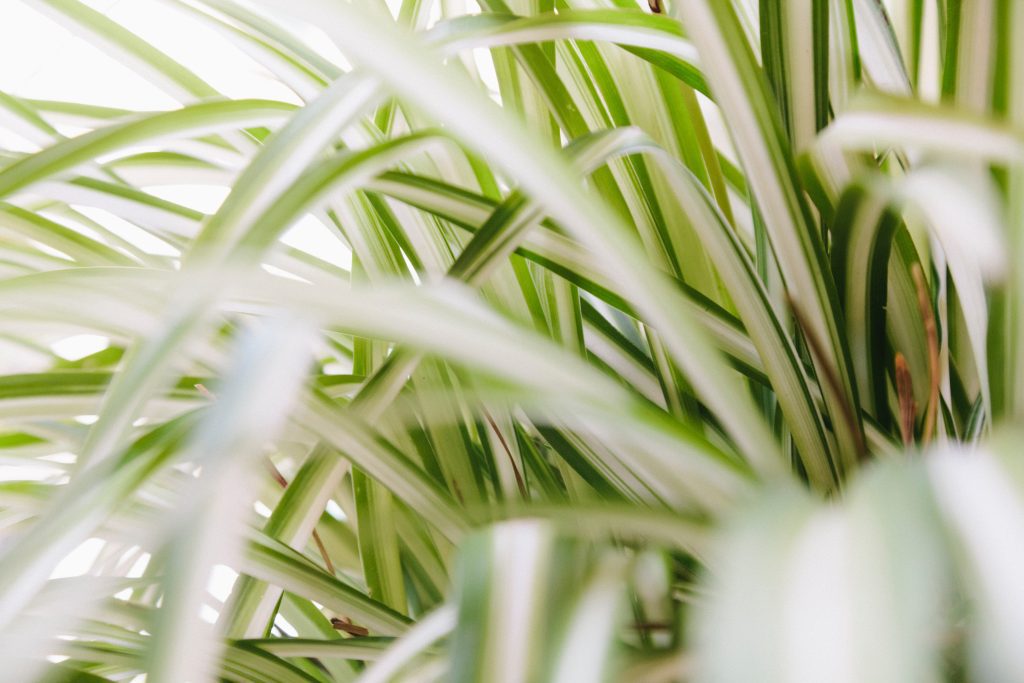 alberto nicoletta 3SFYql1q3uE unsplash