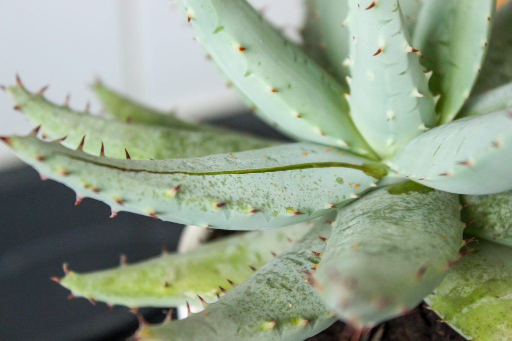 jen 19bKnMXFTR0 unsplash